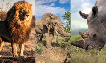 Preocupante situación: Comenzó la sexta extinción de animales según estudio