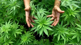 ¡En menos de 9 horas! La iniciativa "Cannabis a la Constitución" logró reunir más de 15 mil firmas