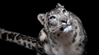 Falleció el leopardo de nieves "Rilu": El animal murió con síntomas de Covid-19 y su especie es de las más vulnerables