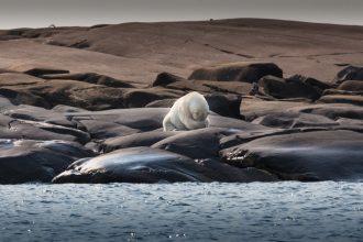 En supervivencia extrema: Estudio revela que los osos polares están cambiando sus hábitos para sobrevivir
