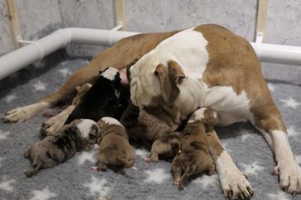 Más de medio millón en multa: Pareja es castigada por obligar a sus perros a tener camadas y venderlos