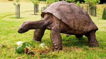 Certificada por los Record Guinness: Jonathan es la tortuga más longeva del mundo