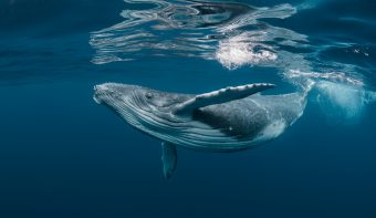 ¡Por fin!: Islandia pondrá fin a la caza de ballenas en 2024