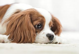 Ellos también sienten: Las cosas que podrían estar afectando las emociones de tu perro