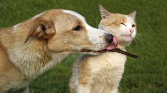 En Chile preferimos adoptar y no comprar: Registro Nacional de Mascotas revela nuevos datos sobre Tenencia Responsable