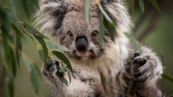 El planeta nos está llamando la atención: Koalas son declarados en peligro de extinción