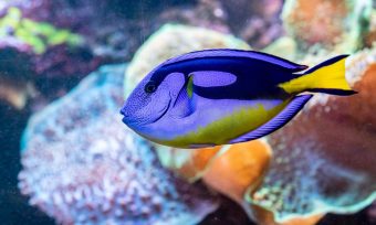 Increíble experimento: Los peces también tienen conciencia de ellos mismos