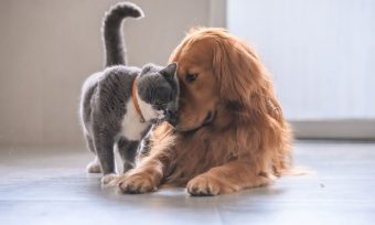No sólo beneficia la salud mental: Los nuevos efectos positivos de tener una mascota