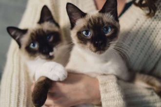 ¿Qué te parece? Federación Internacional de Felinos prohibió la presencia de gatos y criadores rusos en sus ferias