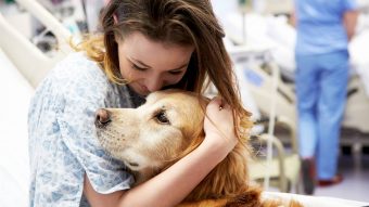 Además de dar amor: Los perros podrían aliviar el dolor físico de pacientes