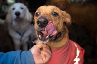 Más de 4 millones de mascotas en Chile no tendrían hogar según encuesta sobre Tenencia Responsable
