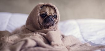 ¿Defensa a los animales? Edificios multarían a quiénes dejen a sus perritos llorando