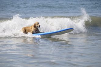 ¡Campeonato de surf con perritos!: se celebró por primera vez el "European Dog Surf Championship"