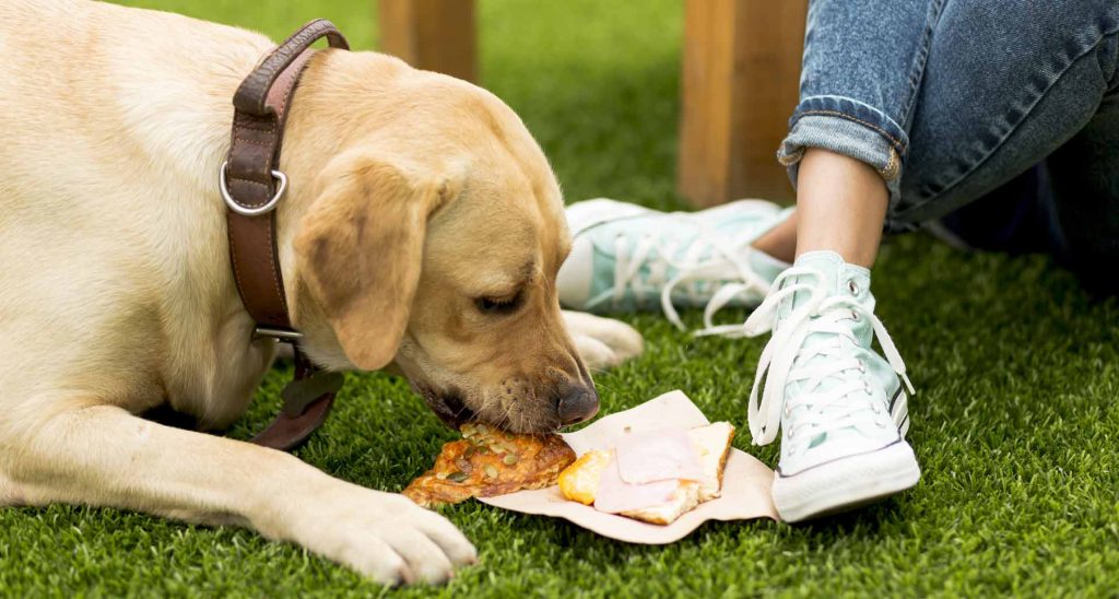 pueden los perros atragantarse con los huesos