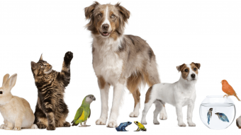 Los perritos siguen siendo los reyes del hogar: encuesta Cadem reveló nuevos datos sobre la tenencia de mascotas en Chile