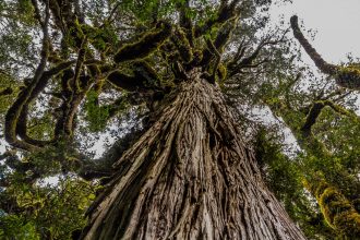 Cerca de 5.484 años de edad: el árbol más antiguo de todo el mundo podría estar en Chile