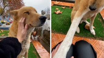 El importante gesto de un perrito: Joven fue consolada por un can cuando lloraba por un ser querido en el cementerio