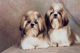 “Son miembros de la familia”: tribunal fijó tenencia compartida el cuidado de dos perritos para una pareja separada