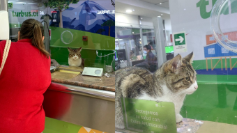 "¿Qué se le ofrece, humana?": Gatito se hace viral por "vender pasajes" en un terminal de buses de Santiago