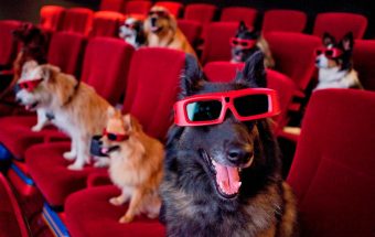 ¿Llevarías a tu animalito?: se realizó la primera función de cine para mascotas de Sudamérica en Argentina