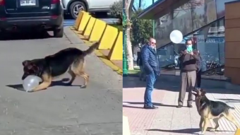 Una alegría que contagia: Perrito fue viral en redes al ser captado jugando con globo en el centro de quillota