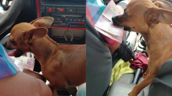 La mejor colega de un taxista: "Chiqui", la chihuahua que se hizo viral por ayudar a su humano a recibir el dinero