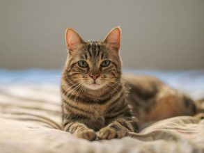 Aplicable a gatos: vacuna contra el covid-19 para animales obtiene resultados exitosos