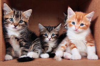 ¡Hoy es el Día Internacional del Gato!: ¿por qué se celebra y en qué otras fechas se conmemora?