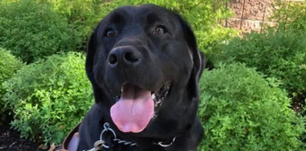 Tragedia: Olvidaron a un perro lazarillo en una camioneta y falleció