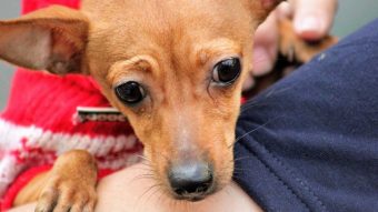 Los perritos también lloran: Según la ciencia lo harían en momentos felices