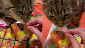El "michi mundialista": gatito se viraliza por ayudar a su humana a completar el álbum del mundial