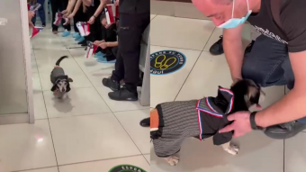 Vestido de huasito fue dado de alta: "Jota", el perrito que sobrevivió tras 22 días de estar internado en la UCI