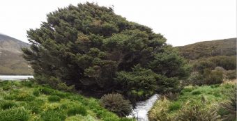 La importancia del árbol "más remoto del mundo": podría dar pistas para combatir la crisis climática
