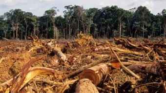 "Queremos ver acción": Científicos advierten sobre peligro de extinción de los bosques