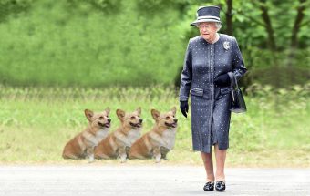 Mascotas reales: Precio de los Corgis por las nubes tras la muerte de la Reina Isabel II