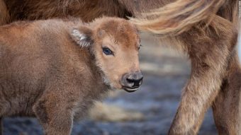 Por primera vez nace un bebé bisonte salvaje en Reino Unido después de más de 1000 años