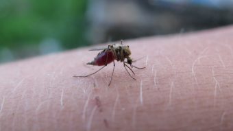¿Sientes que atraes más mosquitos que los demás?: una investigación explica la posible razón