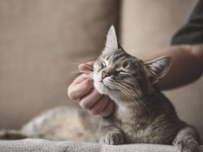¿Lo haces con tus michis?: estudio afirma que los gatos reaccionan más cuando les hablan como bebés