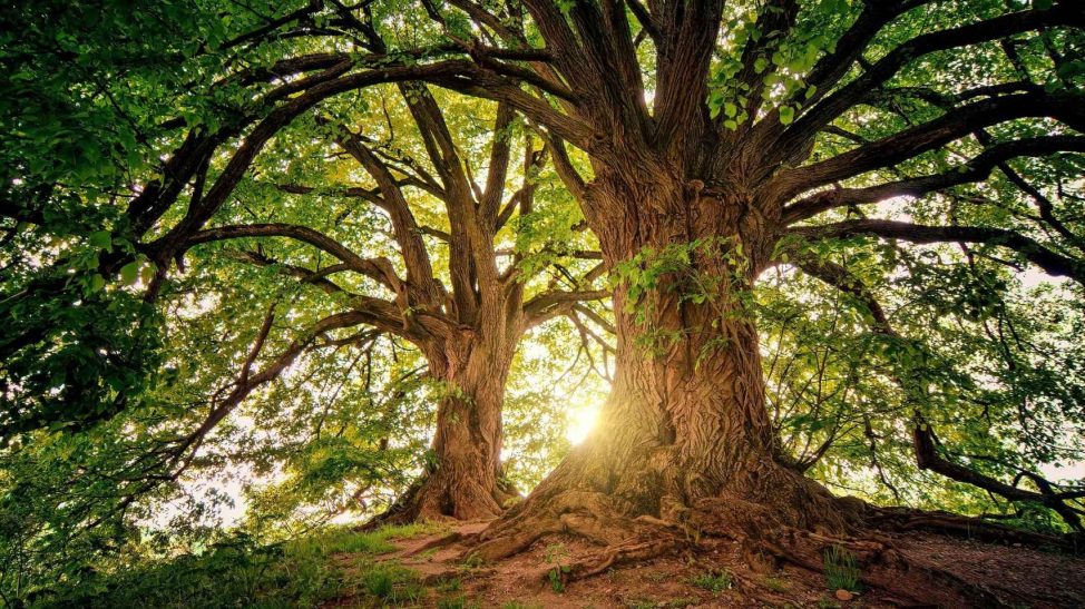 Unos sabios de la naturaleza: estudio revela que los árboles tienen memoria  y transmiten sus conocimientos