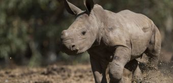 La misión de "Pantaleón": rinoceronte chileno viajó a Colombia para "formar familia" y conservar la especie