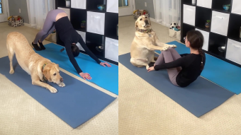 Un maestro del "Doga": Magnus, el perrito de terapia que hace yoga para canes