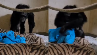 El emocionante reencuentro de una madre chimpancé con su pequeño hijo