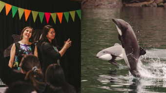 Para que más estudiantes y adultos lo conozcan: lanzan serie de cuentos sobre el delfín nativo de Chile