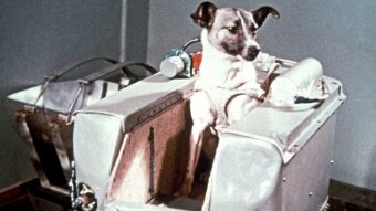 65 años desde la partida de Laika: la perrita que se convirtió en el primer ser vivo en viajar al espacio