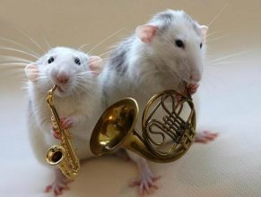 La música es para todos los seres vivos: estudio revela que ratones se pueden mover al ritmo de la música
