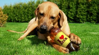 ¿Beber junto a tu amigo perruno?: lanzan cerveza sin alcohol adaptada a perritos