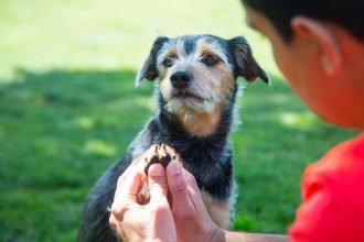 Lo dice un estudio: Personas que consideran más importantes a sus mascotas que a sus amigos serían más infelices