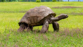 El animal terrestre más anciano del mundo: la tortuga Jonathan cumplió 190 años de edad