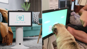 ¿Lo probarías con tus perritos? startup británico ofrece videojuegos dirigidos a perros del hogar