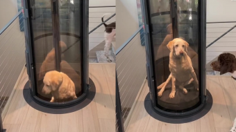 Un bonito gesto de amor: familia crea ascensor en la casa para su perrito con displasia